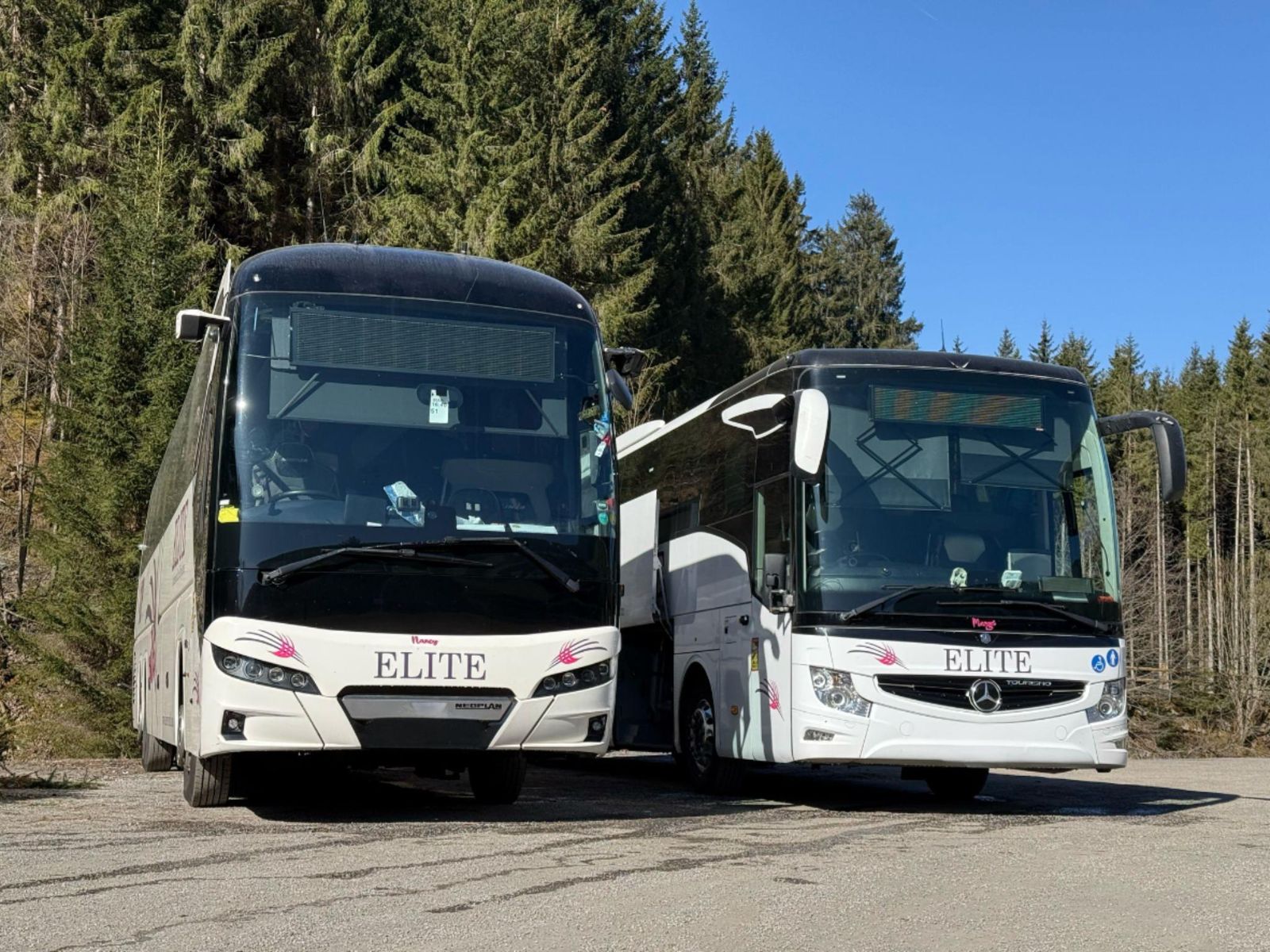 Two of our Elite coaches parked among the pine trees